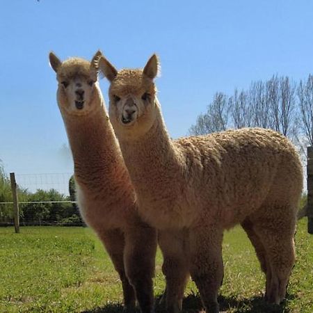 Domaine Ramonjavel, Glamping & Alpaca'S Bed & Breakfast Fongrave Exterior photo