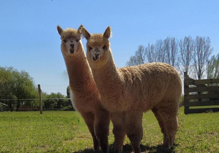 Domaine Ramonjavel, Glamping & Alpaca'S Bed & Breakfast Fongrave Exterior photo